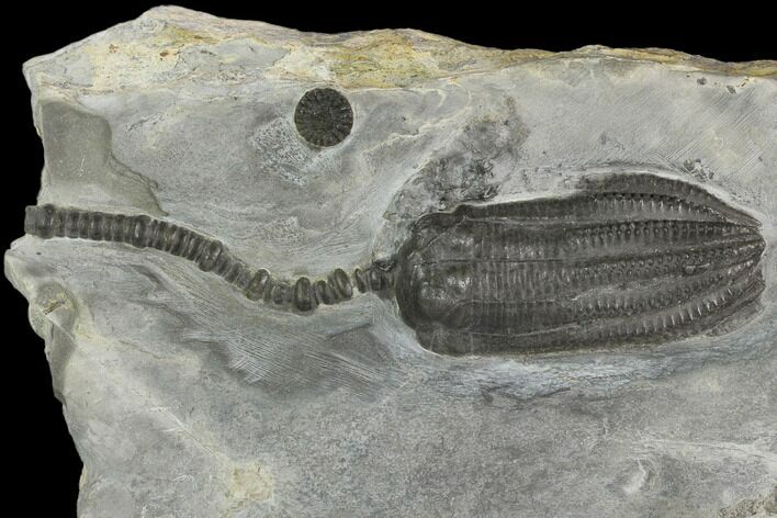 D Fossil Crinoid (Encrinus) - Alverdissen, Germany #130492